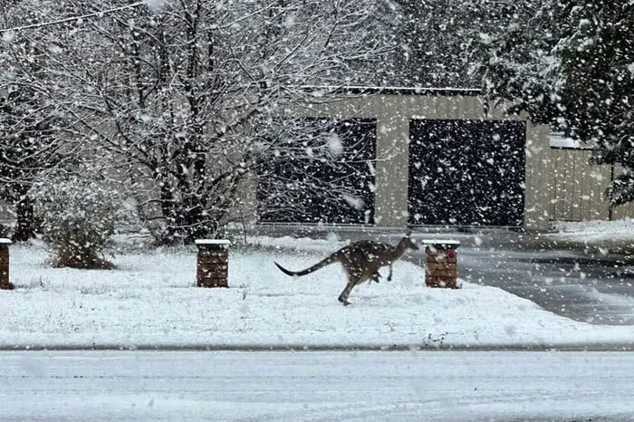 У Австралії вперше за багато років випав сніг: кенгуру стрибають по кучугурах (відео)