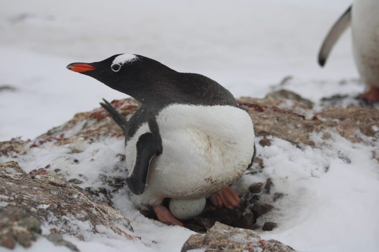 Навіщо пінгвіни крадуть камінці: Українські поляриники полілилися милим відео